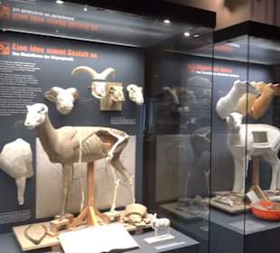 Museum der Naturkunde