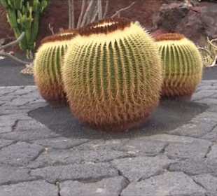 Jardín de Cactus