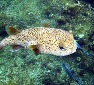 Gewöhnlicher Igelfisch