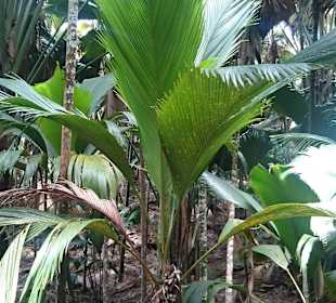 Coco de Mer jung Palm