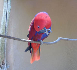 Palmitos Park