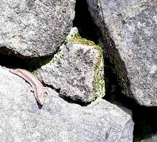 Leben am Pico do Arieiro