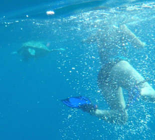 Schildkröten ganz nah