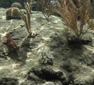 Natur- und Erlebnispark Xcaret