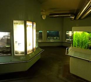 Aquarium im Keller des Landesmuseums