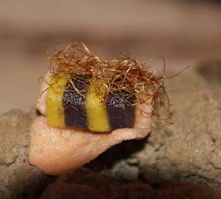 Dieses Gericht nenne ich Biene Maja