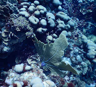 Schnorcheln Willemstad