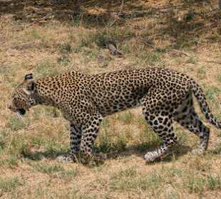 Leopard im Moremi Park