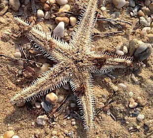 Seestern am Strand von Nea Potidea