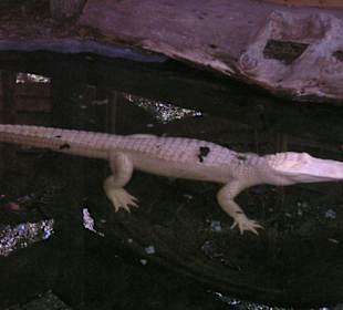 Weißer Alligator