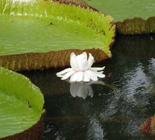 Ogrod botaniczny Pamplemousses