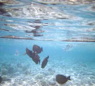 Schnorcheln in Sharm El Naga