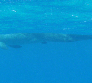 den Delphinen ganz nah