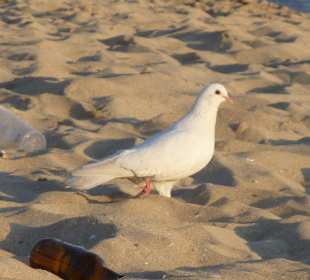 Weiße Taube am abendlichen Strand 