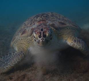 Grüne Meeresschildkröte
