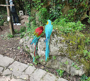 Papagei 