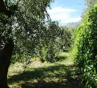 Impressionen aus dem Parco degli Olivi