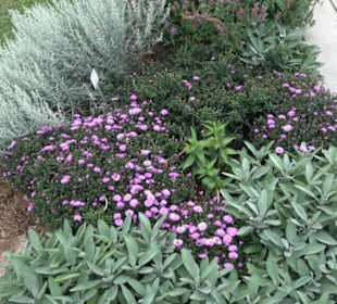Fuchsien