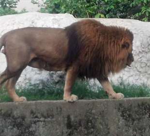 Spacer po zoo