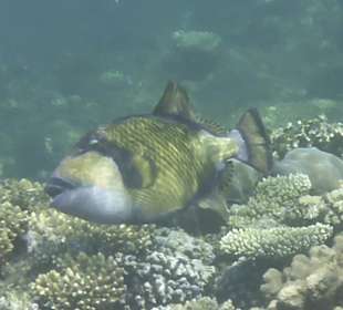 Schnorcheln Brayka Bay Marsa Alam	