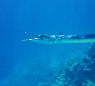 Seehecht am Hausriff