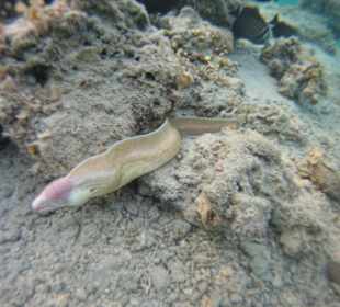 Graue Muräne am Hausriff