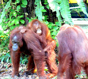 Orangutas