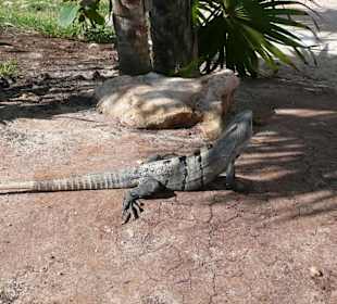 Tulum die Mayastadt am Meer