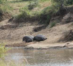 Schlafende Hippos