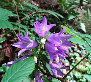 Wanderung durch die Kleine Luxemburger Schweiz