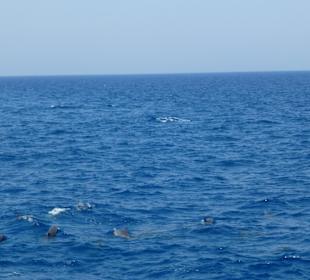 Delphinschwimmen mit Delfine & Meer Hurghada