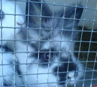 Löwenkopfkaninchen im >Talhof<