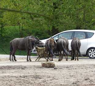 Gnus im Verkehrsstau