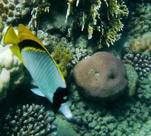 Gestreifter Falterfisch