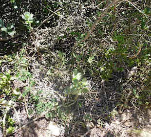 Aussichtspunkt Knysna