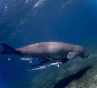 Tauchbasis Scuba World Divers Marsa Alam
