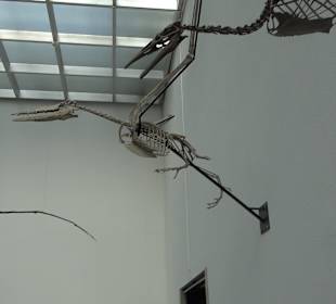 Staatliches Naturkunde Museum