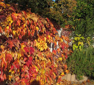 Altstadt Lauterbourg 