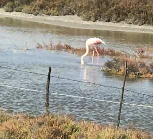 Wandern Saintes-Maries-de-la-Mer
