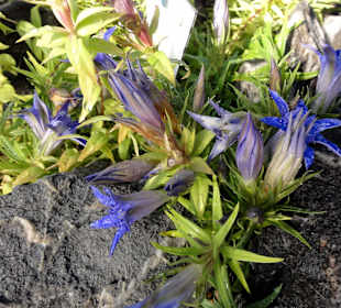 Enzian im Experimentellen Botanischen Garten
