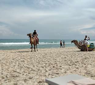 Kamelreiten Hammamet