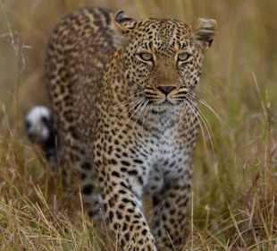 Leopardin