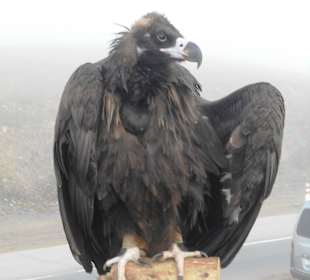 Auf dem Weg zum Gorkhi Terelj Nationalpark