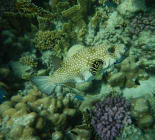 Nordriff-Kofferfisch