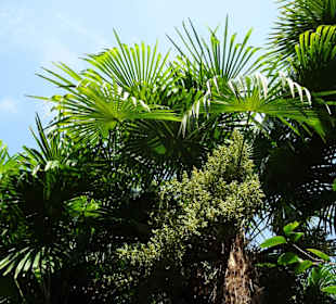 Im Palmengarten von Schloss Trauttmansdorff