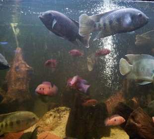 Palmiarnia Poznańska