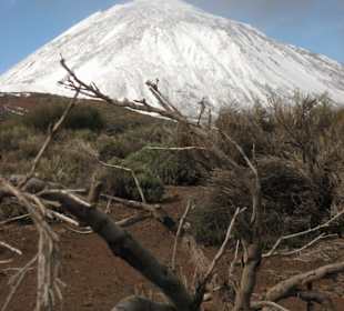 Natur pur am Teide