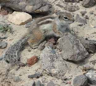 Wiewiórka jedna z wielu