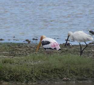 Tolle Tiersichtungen