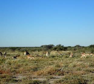Etosha